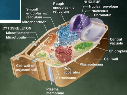 <ul><li><p>Rigid cell wall (made of cellulose)</p></li><li><p>Plasmodesma</p></li><li><p>Chloroplasts</p></li><li><p>Large central vacuole</p></li></ul><p></p>
