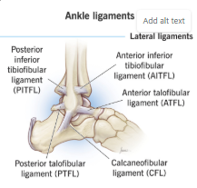 <p>Deltoid Ligament</p>
