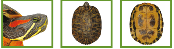 <p><span style="background-color: transparent;">&nbsp;red stripe backwards from eye, large blotches on plastron, invasive </span></p>