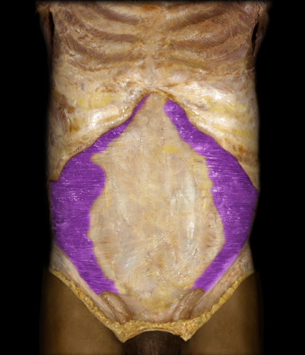 <p>action: compresses abdominal contents, but does NOT contribute to vertebral column movements.</p>