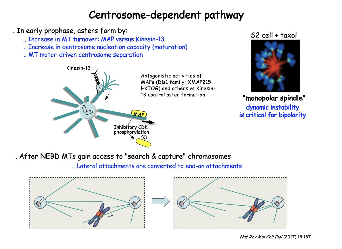 <ol><li><p>Dis1 family MAPs (XMAP215, HsTOG) promote MT <strong>stability</strong> </p></li><li><p>BUT growth counteracted by the MT-depolymerising <strong>kinesin-13</strong></p></li><li><p>This shifts in favour of MT depolymerisation by <strong>negative regulation of the MAP</strong></p><ul><li><p>through CDK-mediated phosphorylation as cells enter M-phase</p></li></ul></li></ol><p></p>