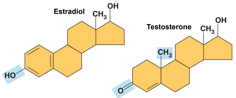 <p>Essentially, molecule “tags” that give hydrocarbons unique properties/function and make them <strong>polar</strong></p><p><span style="color: rgb(81, 158, 164);">Functional groups give hydrocarbons a glow-up, making them more attractive</span></p>
