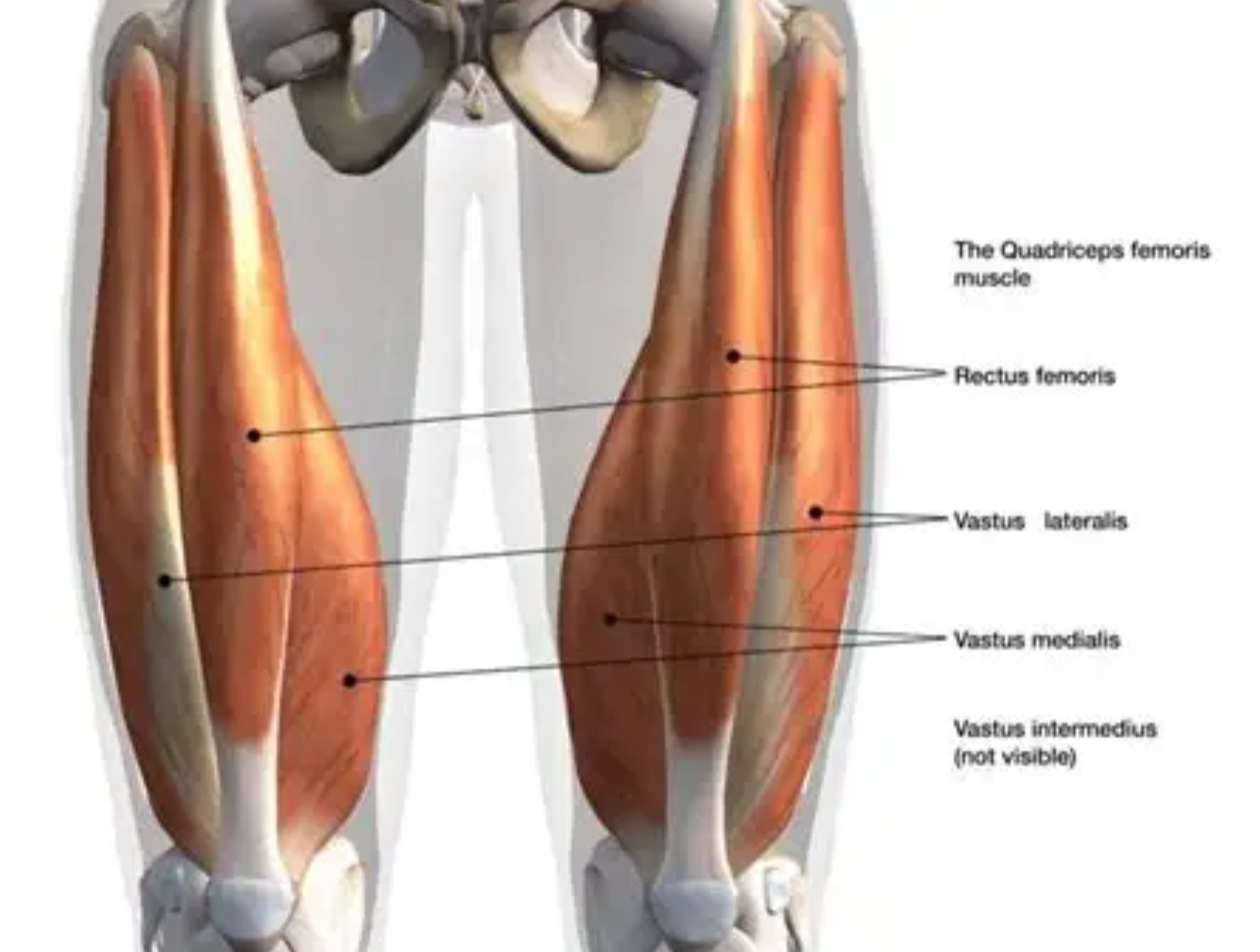 <p>form: adjust seat and back pad, knees at 90</p><p>primary muscles: quads → vastus lateralis, medialalis, intermedius, rectus femoris </p><p>progression: barebell squat</p><p>regression: physioball against wall with back against it, drop downlow </p>