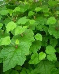 <p>362 Tolmiea menziesii, Piggy-back plant</p>