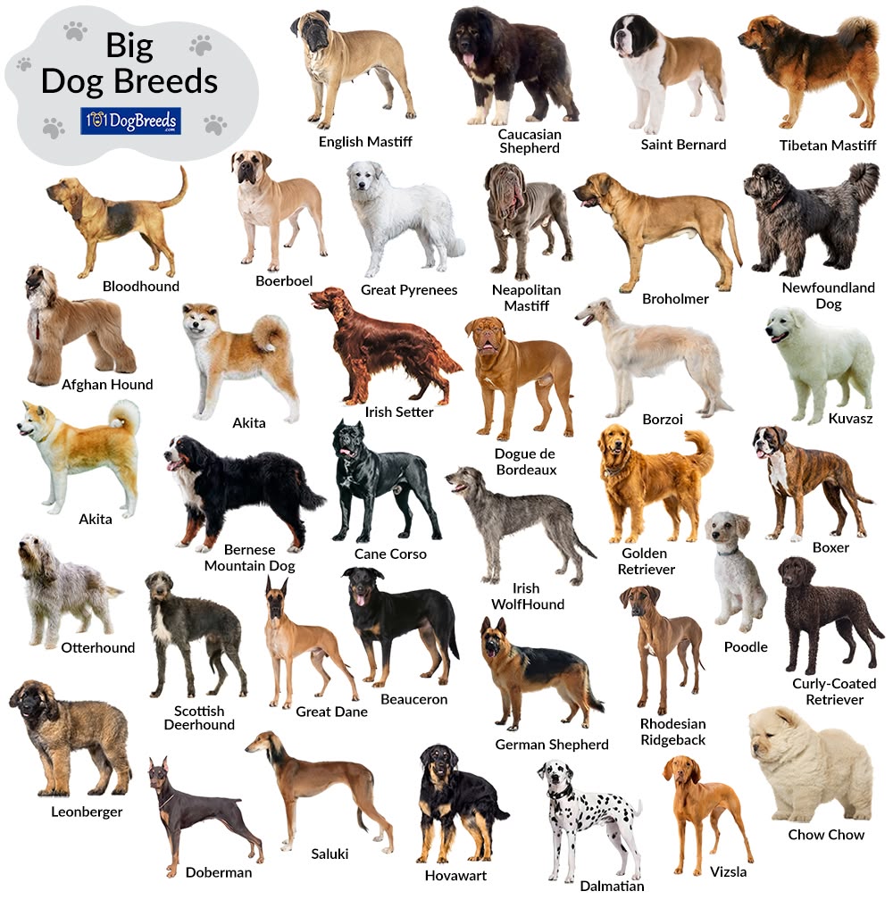 <p>My favorite dog <strong>breed</strong> is the Golden Retriever.</p>