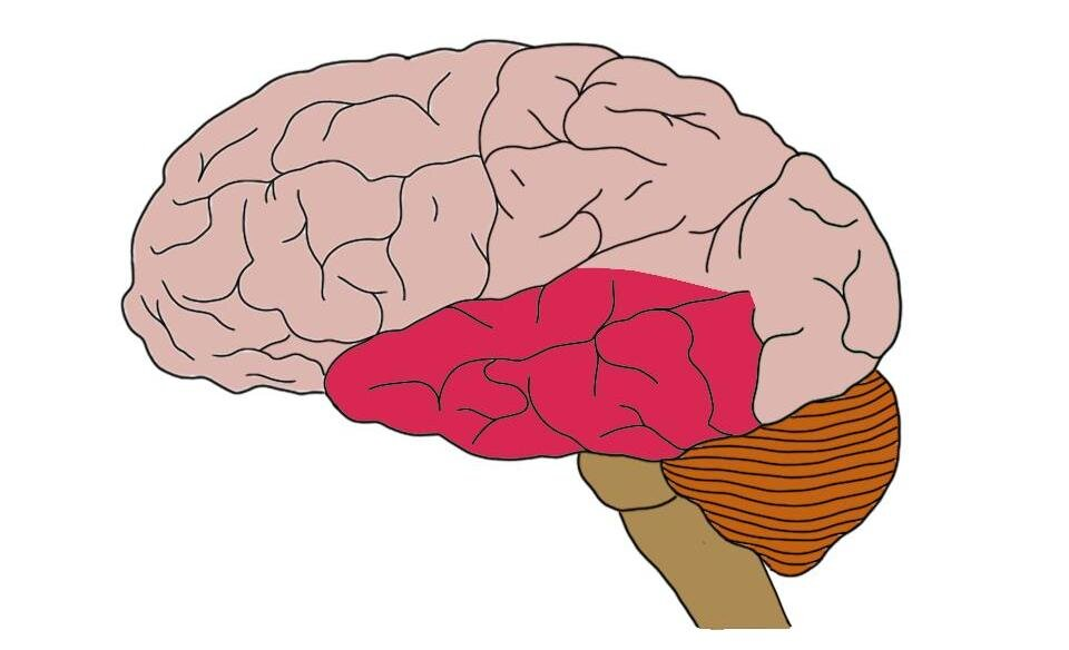 <p>What is this part of the brain called?</p>