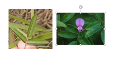 <p>native forb, Galactia volubilis</p>