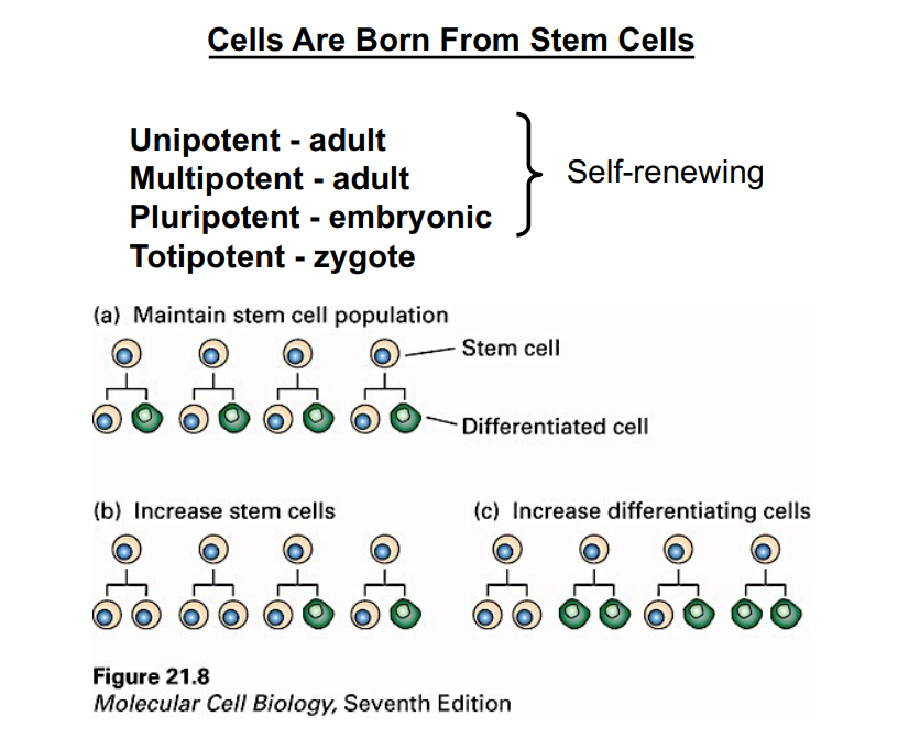 <p><span style="background-color: transparent;"><strong>Cell Birth (Proliferation)</strong></span></p>