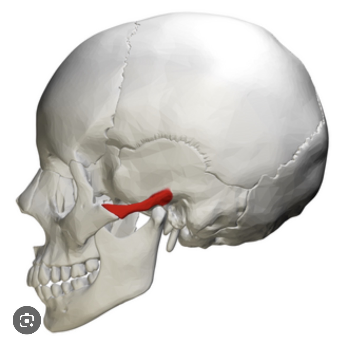 <p>Name this structure R/L?</p>