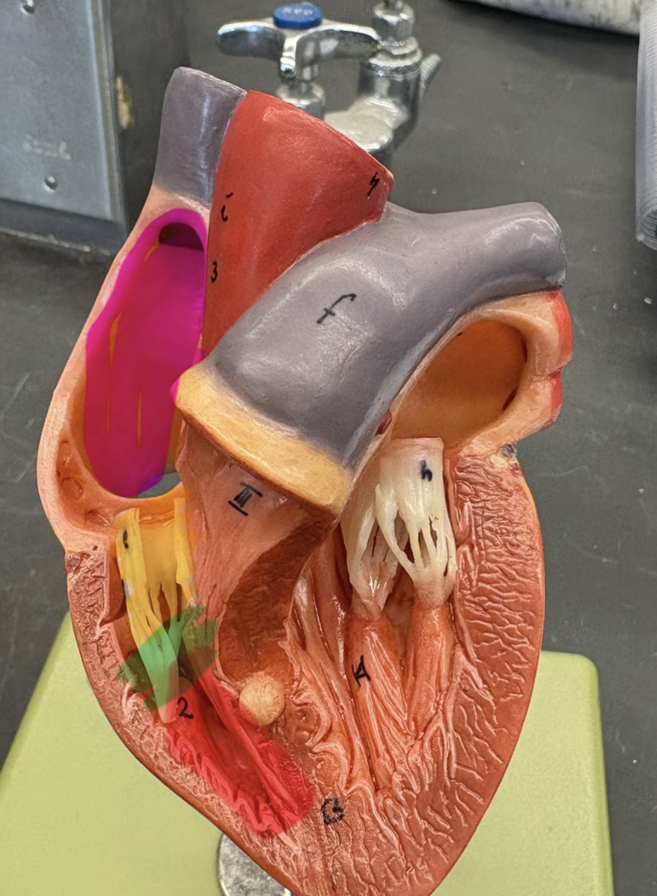 <p>What is highlighted in red? </p>