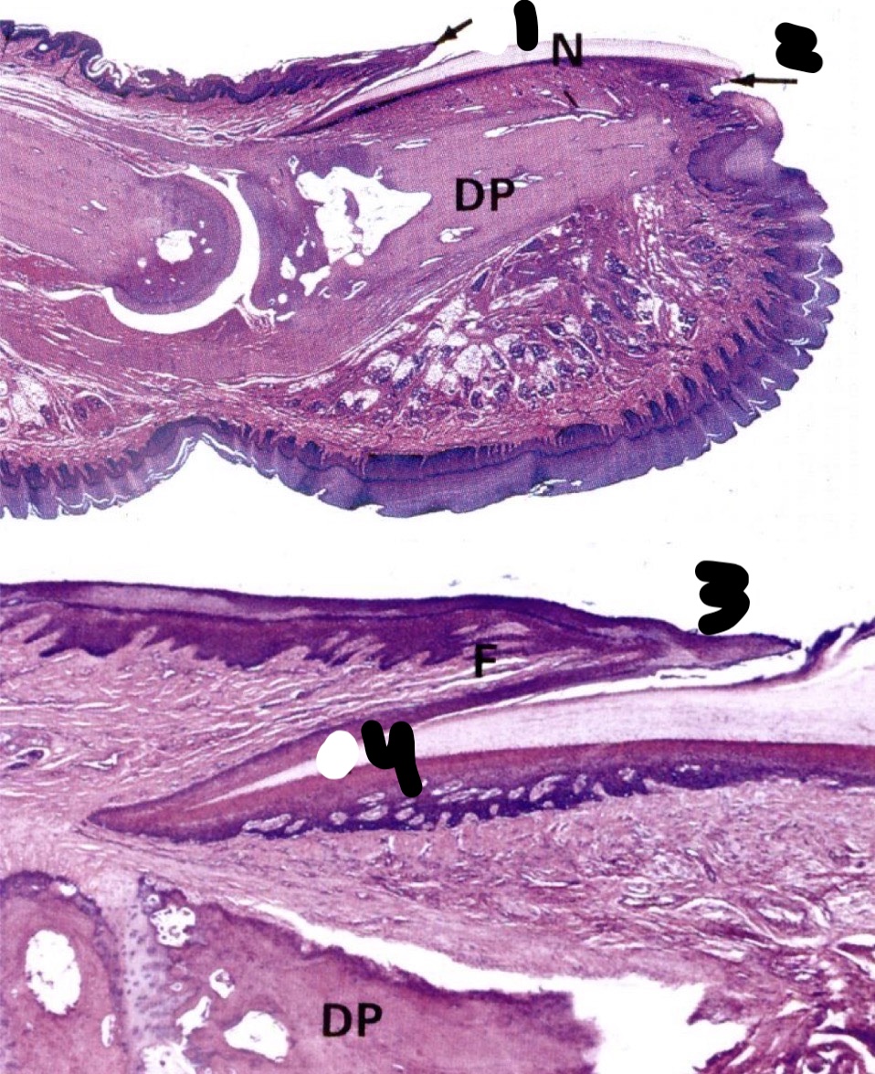 <p>Identify the Structure</p>