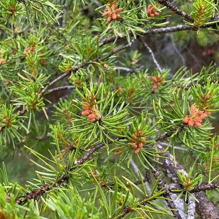 <p>Cones opened by heat from fire, fire-dependent, have to be on mineral soil to grow, <em>pioneer</em></p>