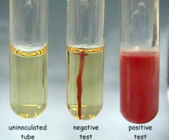 <p>Raspberry diffuse growth extending outward from the stab line</p>