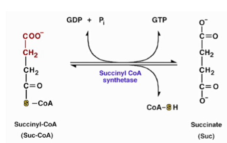 <p>cleaves succinyl CoA’s high energy thioester bond, making it an exergonic, substrate-level phosphorylation reaction - this is the ONLY substrate-level reaction in the TCA cycle - the overall change in free energy for the net reaction is zero</p>