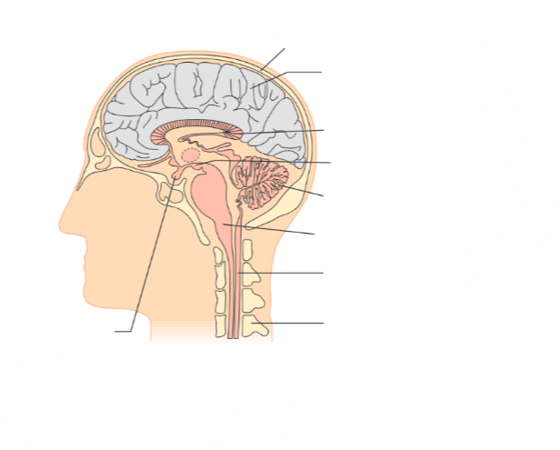 <p>Structure of the brain</p>