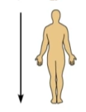 <p>away from the head end or toward the lower part of a structure</p>