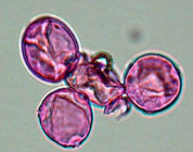 <p>Type of pollen? </p>