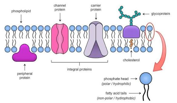 <ul><li><p>composed of a lot of different components that move around and interact</p></li><li><p>moves large molecules through carrier and channel proteins </p></li></ul><p></p>