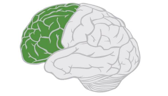<p>Frontal Lobe</p>