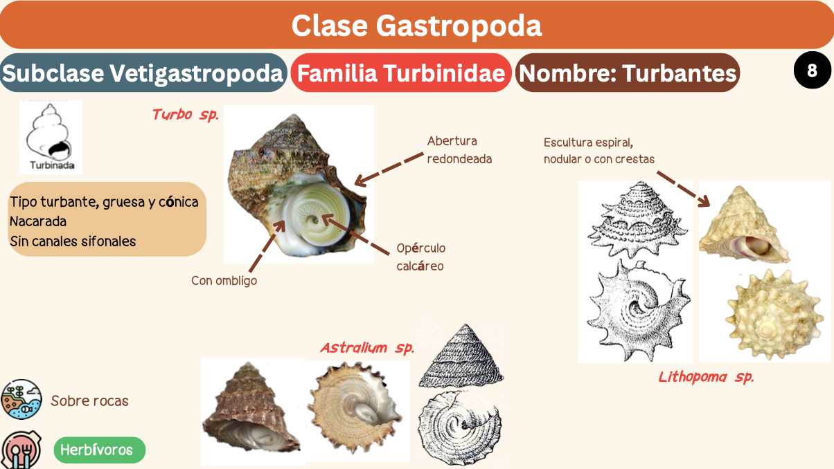<p><strong>FILO </strong>Mollusca<strong><br>CLASE </strong>Gastropoda<br><strong>SUBCLASE </strong>Vetigastropoda<br><strong>FAMILIA </strong>Turbinidae<br><strong>GÉNERO </strong><em><u>Astralium s</u></em><br><strong>NOMBRE COMÚN </strong>Turbantes<strong><br>CARACTERÍSTICAS </strong>Tipo turbante, gruesa, cónica, nacarada, sin canales sifonales<br><strong>RÁDULA </strong>Ripidoglossa<strong><br>ALIMENTACIÓN </strong>Herbívoros<strong><br>HÁBITAT </strong>Sobre rocas</p>
