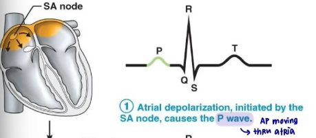 <p>P wave represents:</p>