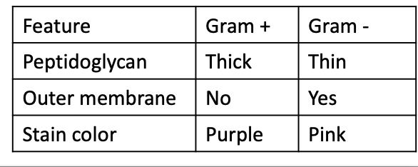 <p>structural differences in bacteria</p>