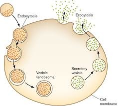 <p>Refer to bulk transport of molecule across cell membrane</p><p>Endocytosis- cell membrane wrapping around extracellular substance internalizing it into cell via vesicle or vacuole.</p><p>- Phagocytosis- ingest food </p><p>- Pinocytosis- ingest water and dissolved materials </p><p>- Receptor-mediated endocytosis- require binding of dissolved molecules to peripheral membrane receptor proteins</p><p>--Clathrin=protein that aids in receptor mediated endocytosis by forming put in membrane that pinches off as coated vesicle = clathrin mediated endocytosis</p>