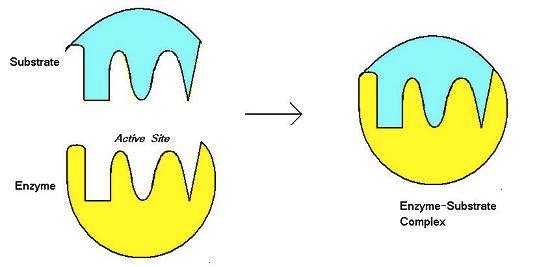 <p>substrate</p>