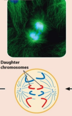 <p>Anaphase of mitosis</p>