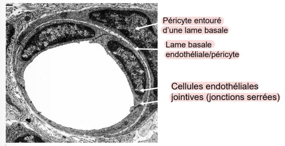 <p>Capillaire continu. </p>