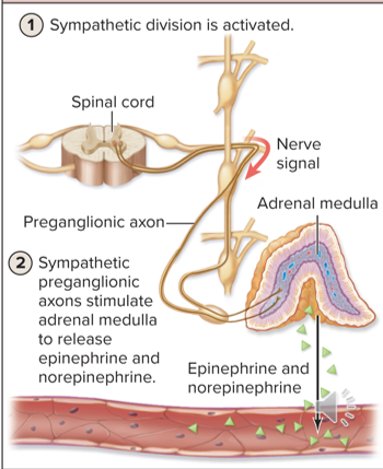 <p>stimulation of the nervous system causes the release of hormones</p>