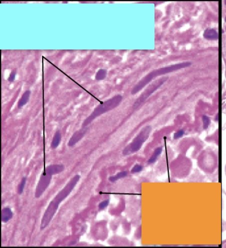 <p>Identify these structures</p>