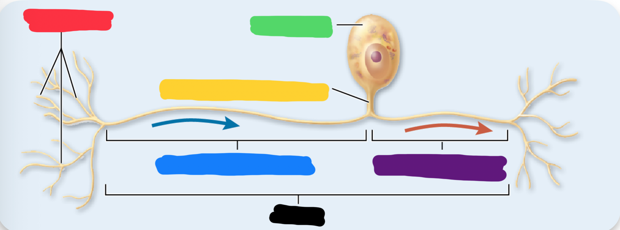 <p>what is the black pointing to on the unipolar neuron </p>