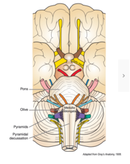 <p>pyramidal tract fibers lie, called the pyramids</p>