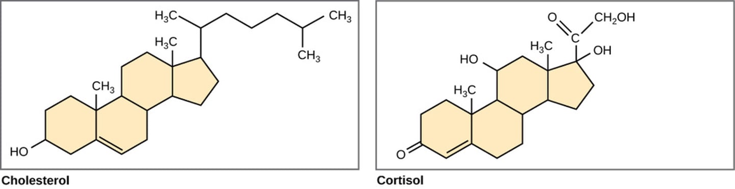 <p>steroids</p><p>(Note: sex hormones,</p><p>cholesterol,</p><p>corticosteroids)</p>