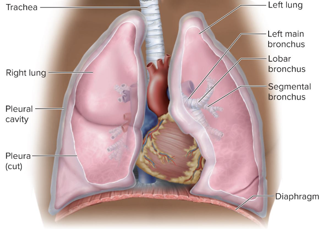 <p>lower respiratory tract</p>