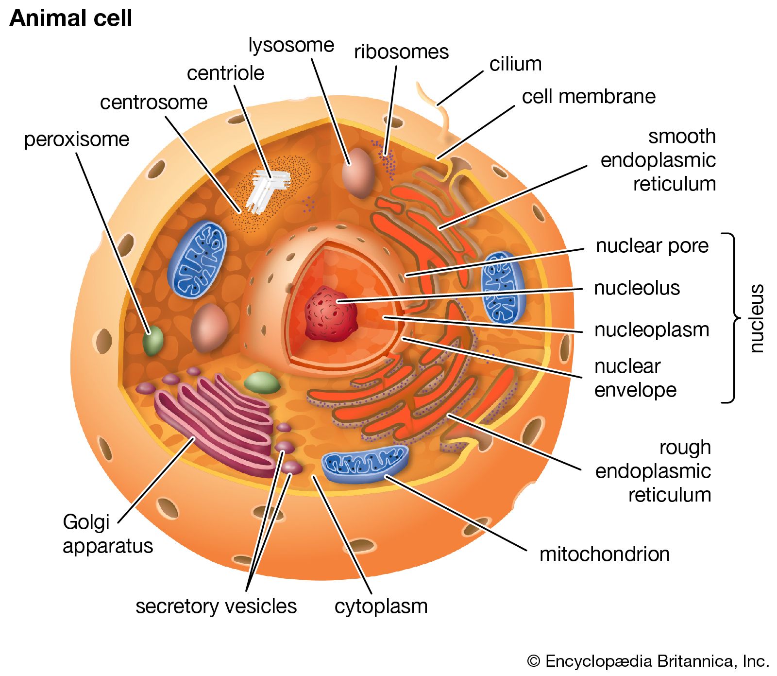 <p>Cell</p>