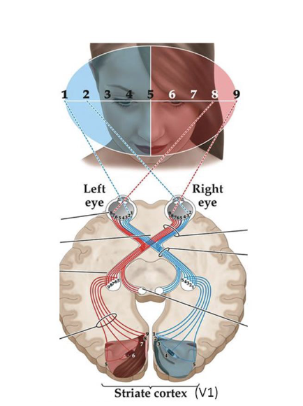 <p>The right visual field information projects to the ____ optic tract and vice versa</p>