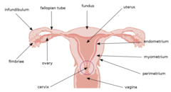 <p>perimetrium (outer layer); myometrium (smooth muscle, middle layer); endometrium (inner epithelial layer, lined by mucous membranes)</p>