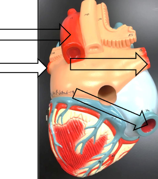 <p>Label this image from top to bottom, right side and then left.</p>