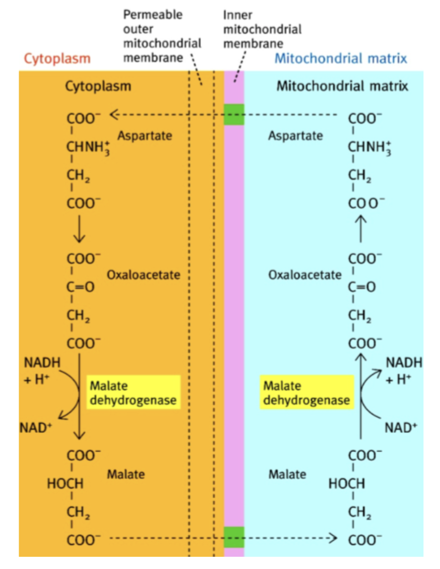 <p>Oxaloacétate réduite en malate ; transport dans mitochondrie ; oxydation malate en oxaloacétate ; oxaloacétate → aspartate ; aspartate transporté hors de la mitochondrie ; aspartate → oxaloacétate </p>
