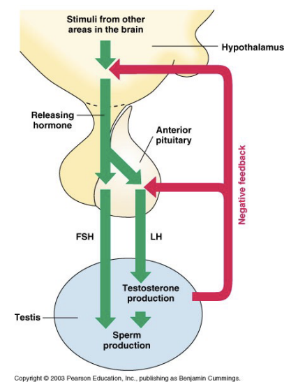 <ul><li><p>GnRH</p><ul><li><p><strong>Produced</strong> by the <strong>hypothalamus</strong></p></li><li><p><strong>Stimulates</strong> the <strong>release</strong> of <strong>LH</strong> and <strong>FSH</strong> by anterior pituitary</p></li></ul></li><li><p>LH and FSH <strong>act</strong> on <strong>separate</strong> <strong>components</strong> of the <strong>testes</strong></p></li></ul><p></p>