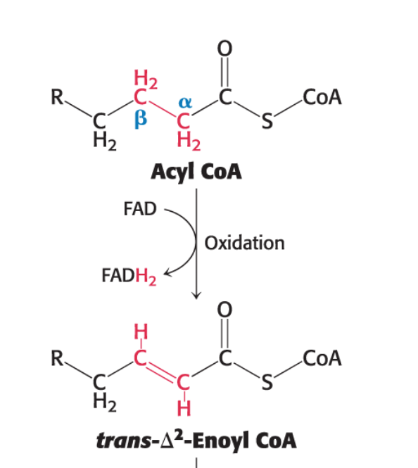 <p>The first reaction in each round of <span style="font-family: KaTeX_Main, "Times New Roman", serif; line-height: 1.2; font-size: 1.21em;"><em><span>β</span></em></span>-oxidation is the<strong> oxidation of <em>acyl CoA</em></strong> by an <strong><em>acyl CoA dehydrogenase</em></strong>. </p><ul><li><p>This reaction produces an <em>enoyl CoA</em> molecule with a <em>trans</em> double bond between carbon 2 and carbon 3 (referred to as <span><span>Δ2 - position of 1st carbon in a double bond</span></span>).</p></li></ul><ul><li><p>This enzyme requires <strong><em>flavin adenine dinucleotide (FAD)</em></strong> as an electron acceptor. </p></li></ul><p><span style="font-family: KaTeX_Main, "Times New Roman", serif; line-height: 1.2; font-size: 1.21em;"><span>Acyl&nbsp;CoA+E-FAD→trans-Δ2-Enoyl&nbsp;CoA+E-FADH2</span><span><br></span></span></p>
