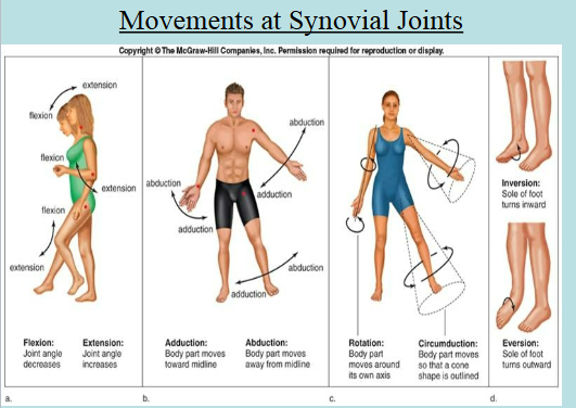 <ul><li><p>Gliding → slipping movements</p></li><li><p>Flexion → movement that decreases the joint angle</p></li><li><p>Extension → movement that increases the joint angle</p></li><li><p>Abduction → movement of a limb away from the midline of the body</p></li><li><p>Adduction → movement of a limb towards the midline of the body</p></li><li><p>Circumduction → movement of the limb that describes a cone in space</p></li><li><p>Rotation → movement of a bone around an axis</p></li></ul><p></p>