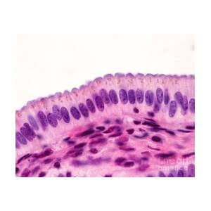 <p>Digestive system</p><p>oviducts</p><ul><li><p>transport exchange and secretion</p></li></ul><p></p>