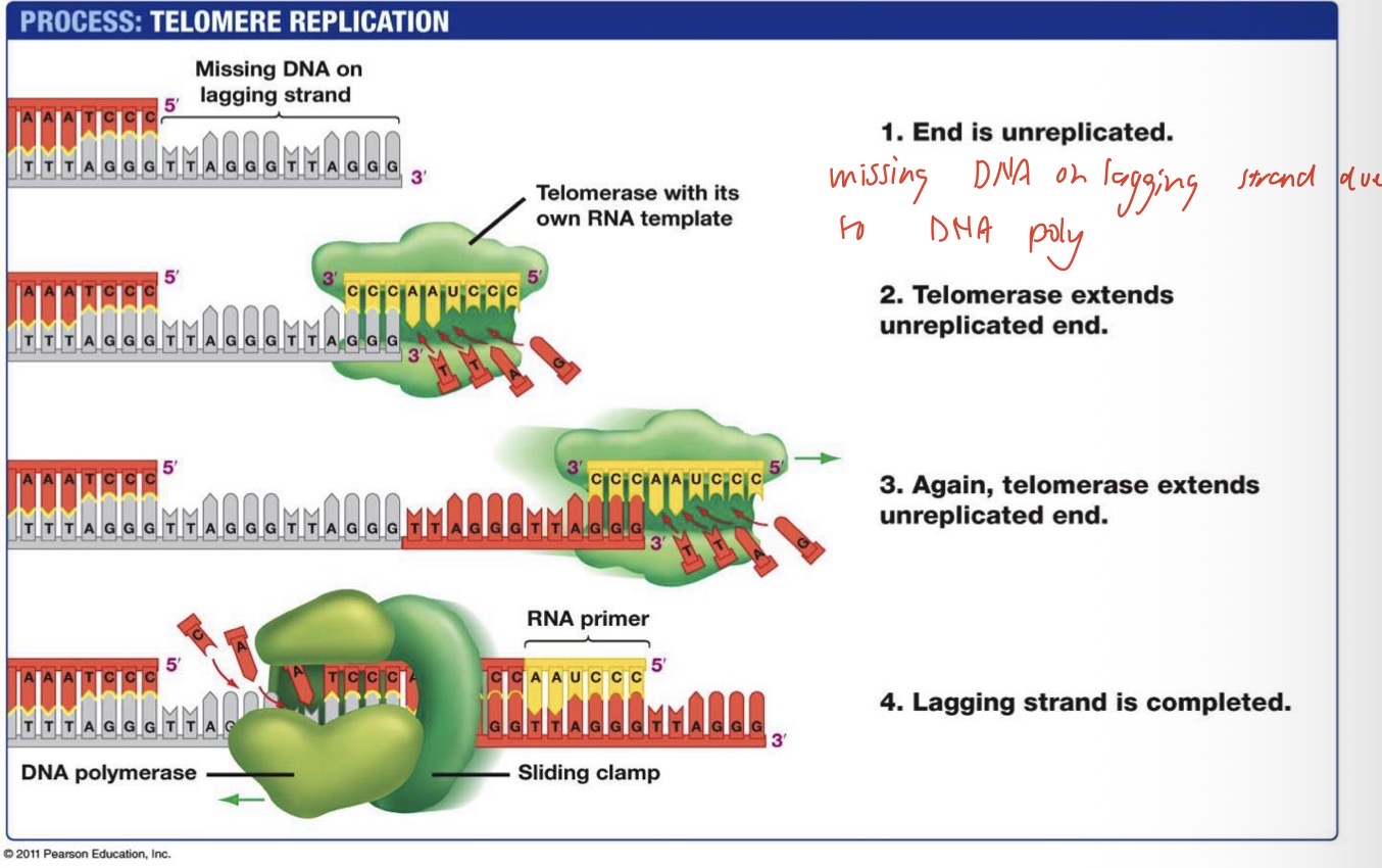 <ul><li><p>DNA shortening would be a big problem in reproductive cells because the chromosomes of successive generations would continue to shorten until they started to lose gene regions</p></li><li><p>Gametes have the enzyme telomerase which extends the telomeres</p></li><li><p>Telomerase brings along its own RNA template which extends the lagging strand as nucleotides join, and it does it again</p></li><li><p>DNA polymerase then has a 3’ end to work from to finish the new strand</p></li></ul><p></p>