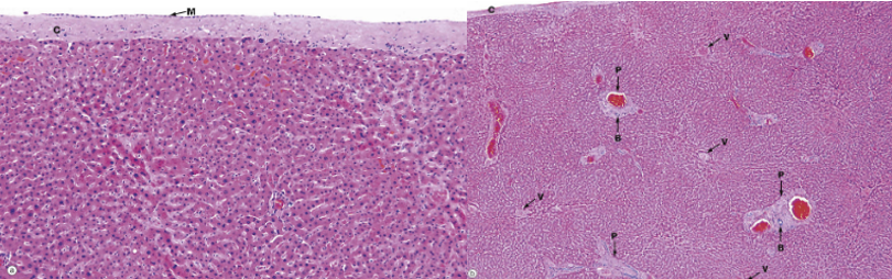 <p>what is the liver stroma? what does it surround? what do these structures contain?</p>