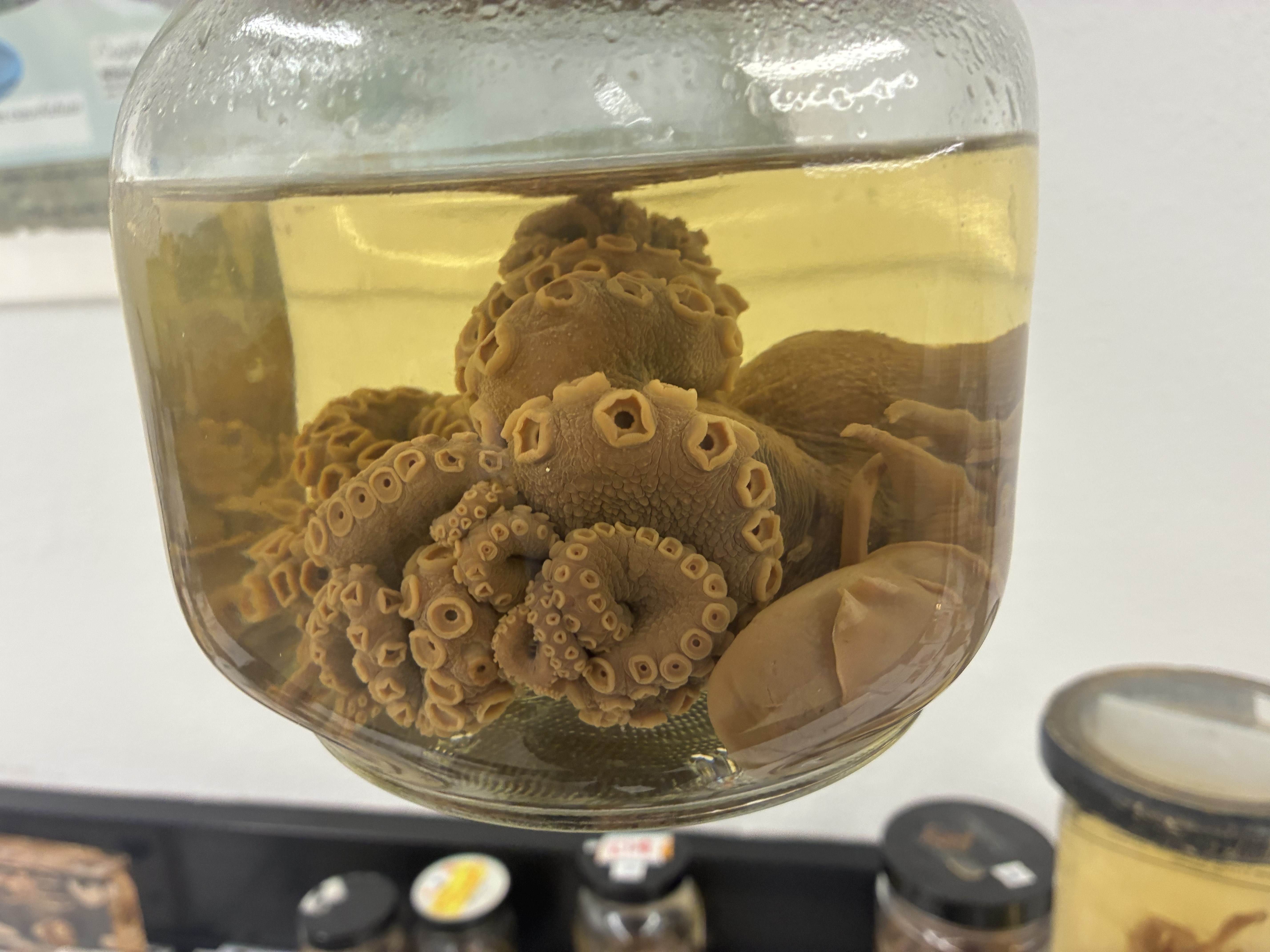 <p>Phylum, class, &amp; key characteristic?</p>