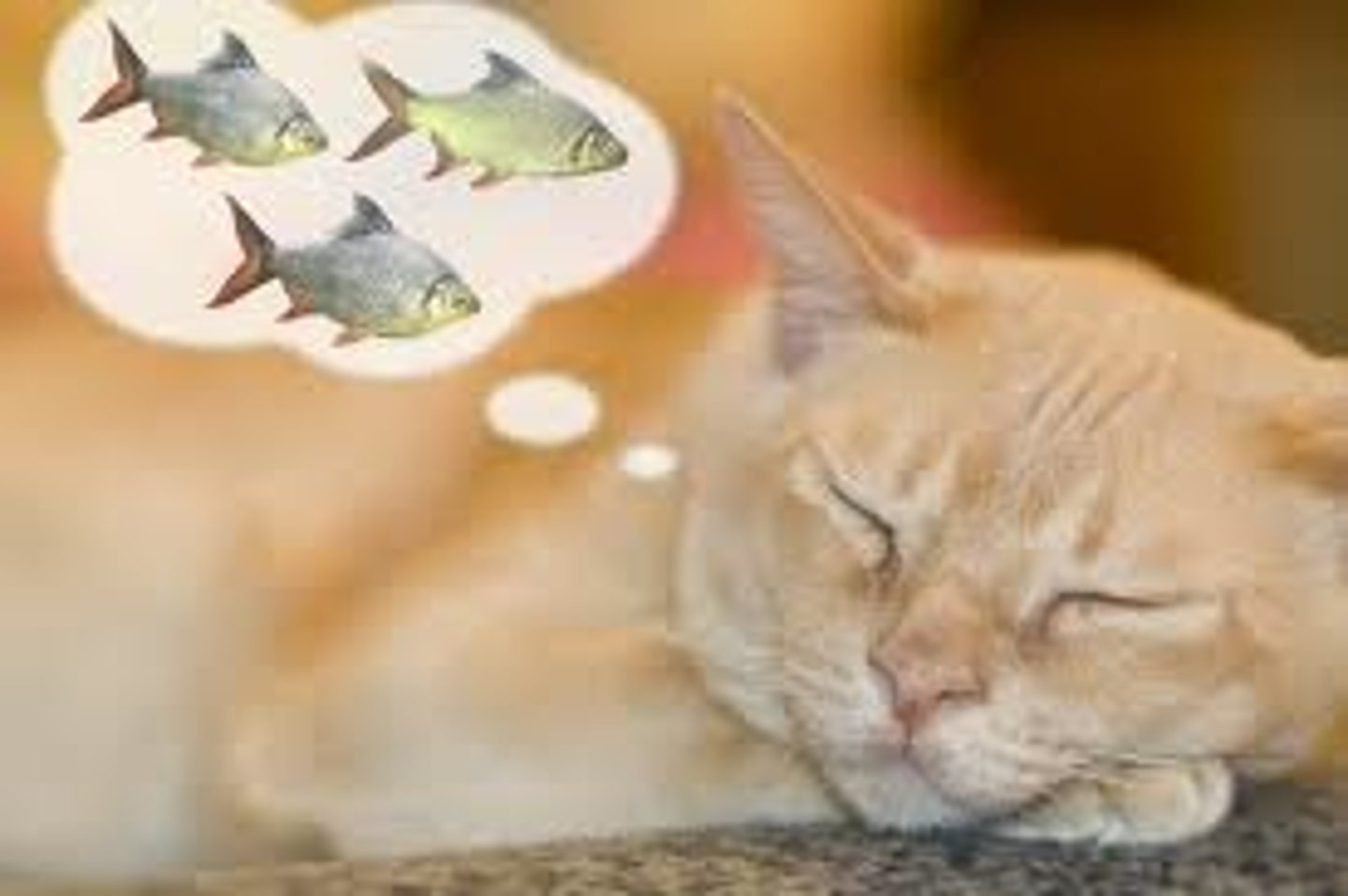 <p>the gato slept</p>