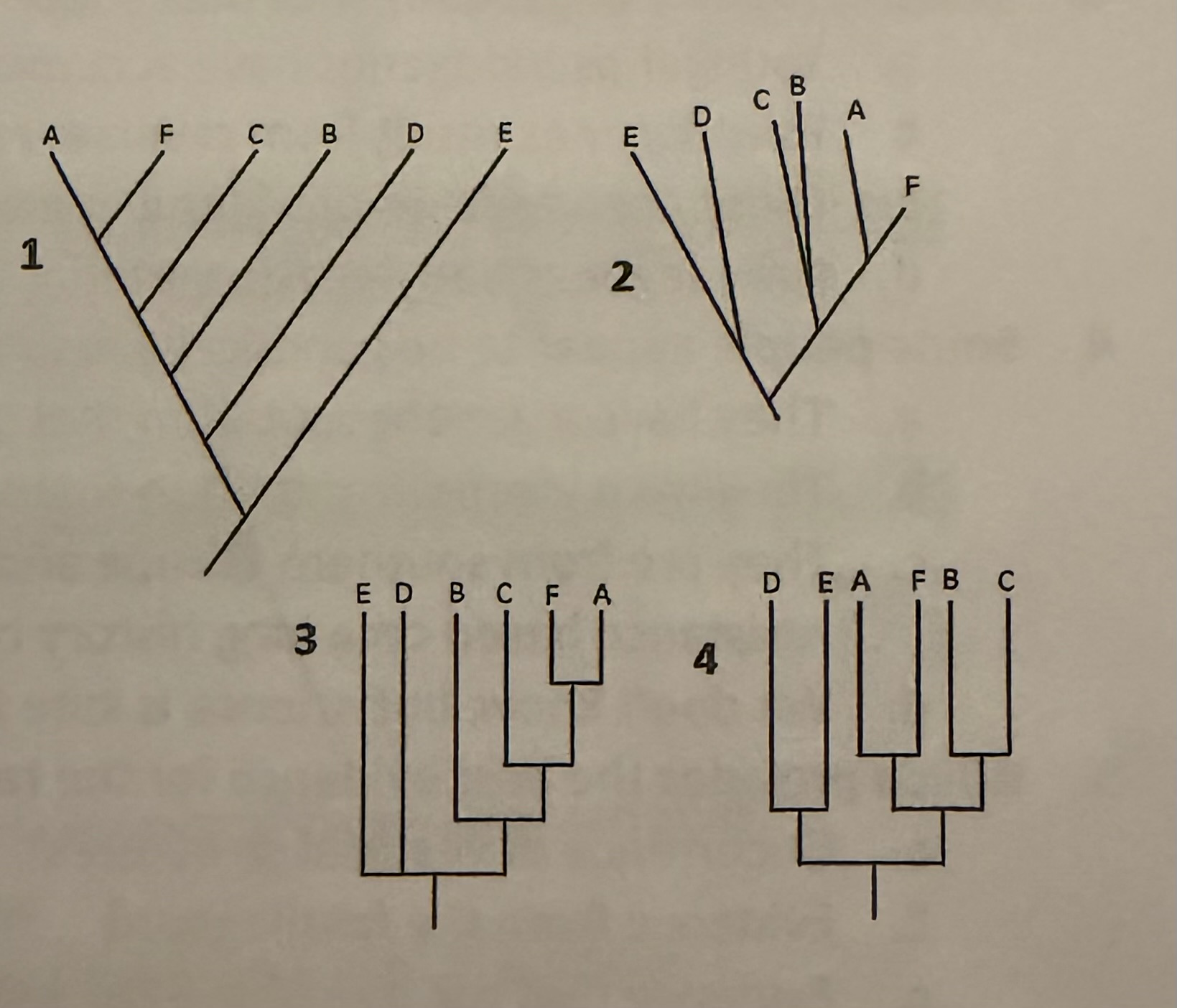 <p>Which among the four trees decipts the same pattern of evolutionary relationship?</p>
